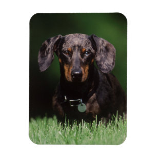 Imán Vista de Dachshund de color moteado