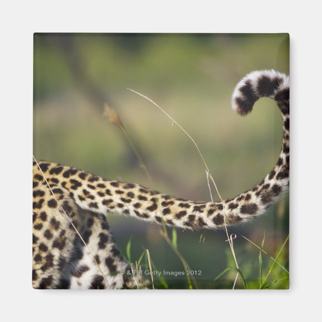 Imán Vista de la cola de Leopards (Panthera pardus), (Frente)