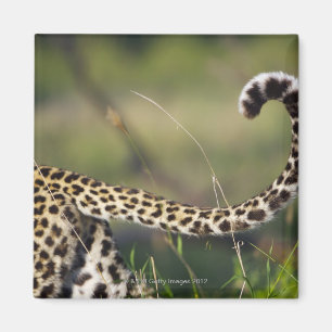 Imán Vista de la cola de los leopardos (pardus del