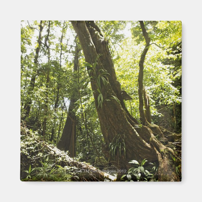 Imán vista de la selva tropical, Dominica (Frente)