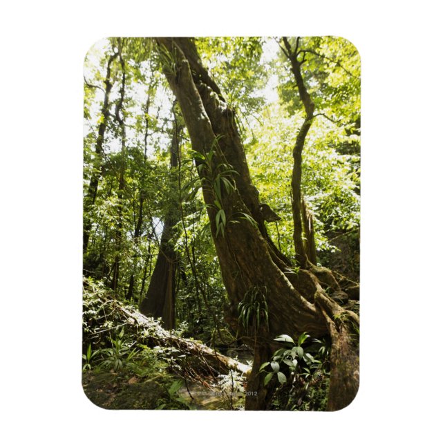 Imán vista de la selva tropical, Dominica (Vertical)