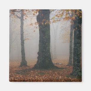 Imán Vista de otoño de bosque brumoso, Abuelo 2