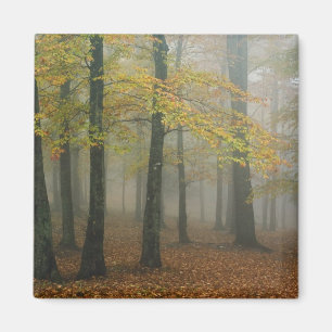 Imán Vista de otoño de un bosque brumoso, Grandfather 3