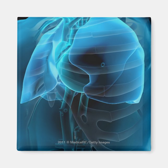 Imán Vista de tres cuartos del corazón y de los pulmone (Frente)