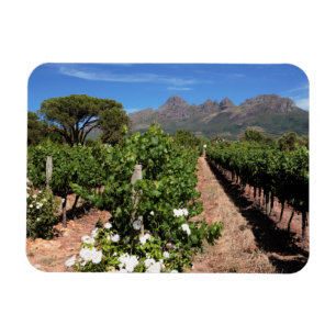 Imán Vista de viñedos. Stellenbosch