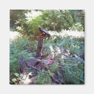 Imán Vista desde el sendero Hart's Cove Trail, Costa de