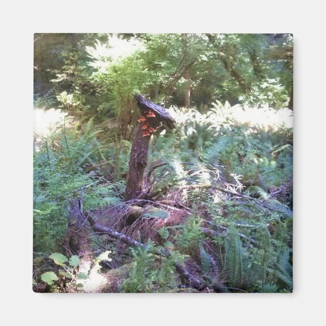 Imán Vista desde el sendero Hart's Cove Trail, Costa de (Frente)