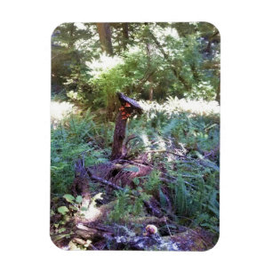 Imán Vista desde el sendero Hart's Cove Trail, Costa de