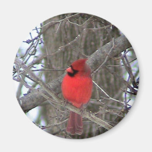 Imán Vista lateral cardinal masculina