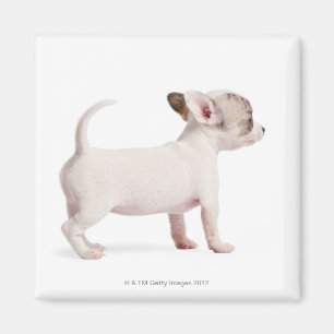 Imán Vista lateral de Chihuahua Puppy (10 semanas de ed