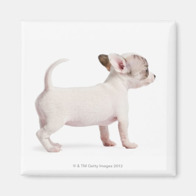 Imán Vista lateral de Chihuahua Puppy (10 semanas de ed (Frente)