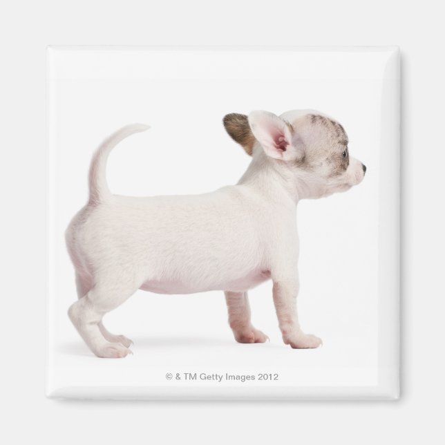 Imán Vista lateral de Chihuahua Puppy (10 semanas de ed (Frente)