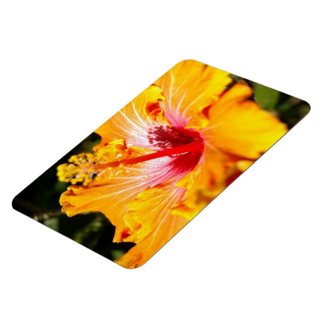 Imán Vista lateral de naranja Hibiscus (Lado Izquierdo)