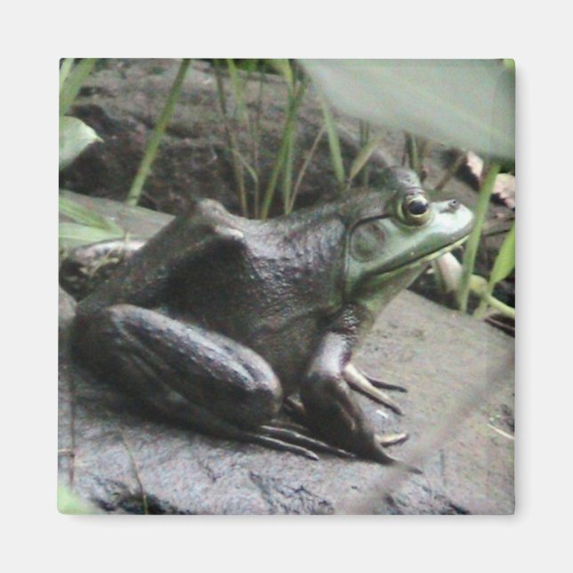 Imán Vista lateral de rana toro (Frente)