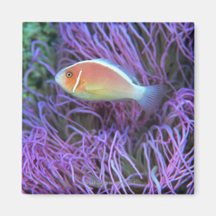 Imán Vista lateral de un pescado de anémona rosado,