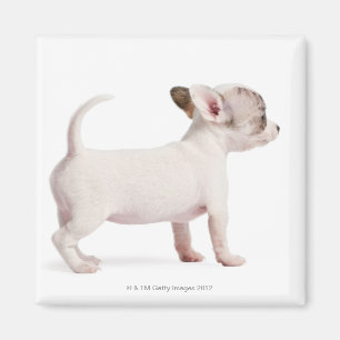 Imán Vista lateral del perrito de la chihuahua (10