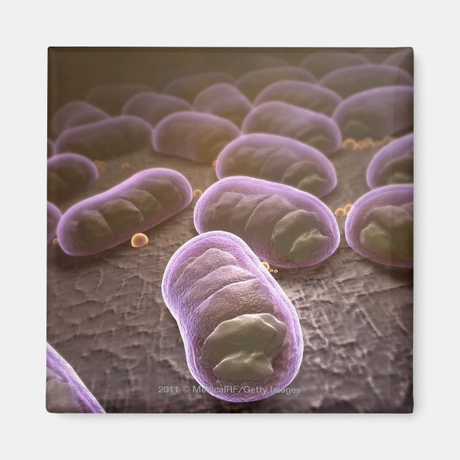 Imán Vista microscópica de bacterias (Frente)