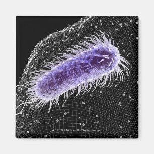 Imán Vista microscópica de una célula de los píloros