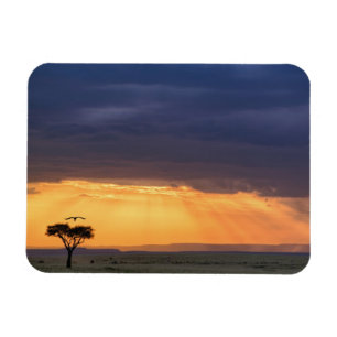 Imán Vista panorámica de buitre y árbol de acacia