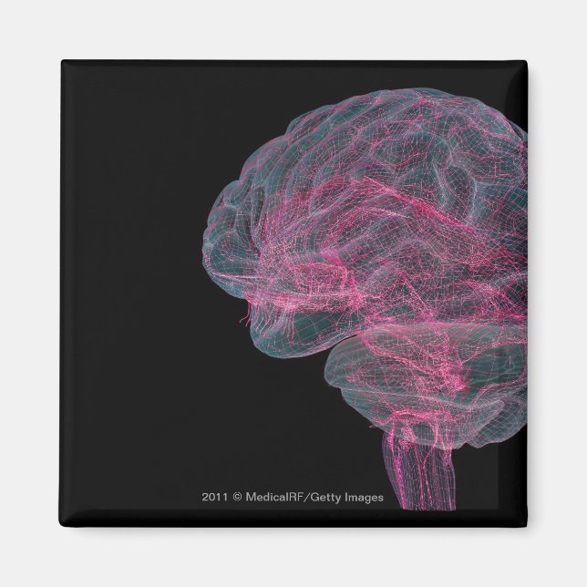 Imán Vista posterior del cerebro humano (Frente)