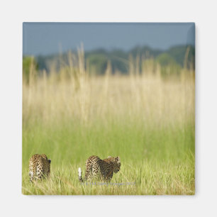 Imán Vista trasera de Leopard (Panthera pardus) y cacho