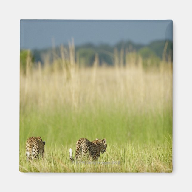 Imán Vista trasera de Leopard (Panthera pardus) y cacho (Frente)