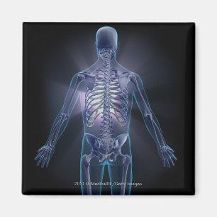 Imán Vista trasera de un esqueleto humano