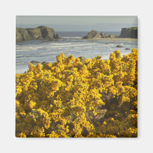 Imán Vistas costeras, Bandon, Oregón