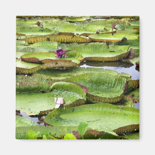 Imán Vitoria Regis, gigantescas nenúfares en la Amazon