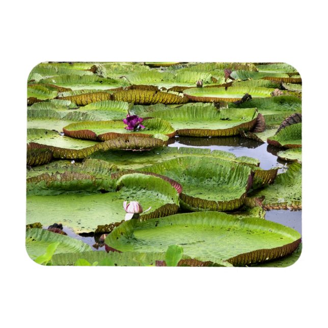 Imán Vitoria Regis, lirios de agua gigantes en la Amazo (Horizontal)
