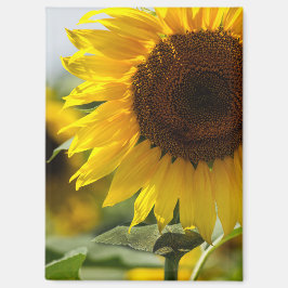 Imán - Viveza de verano de girasol