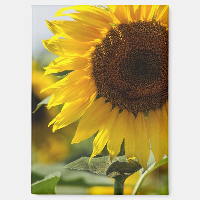 Imán - Viveza de verano de girasol (Anverso)
