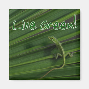 Imán vivo del lagarto verde