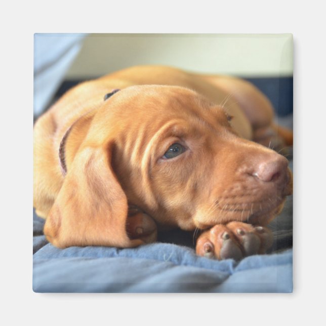 Imán Vizsla Cachorro descansando en su camino (Frente)
