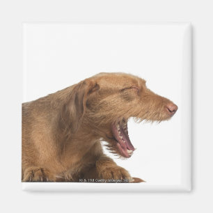 Imán Vizsla que bosteza delante de la tierra de la