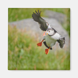 imán volador de ave del Puffin atlántico