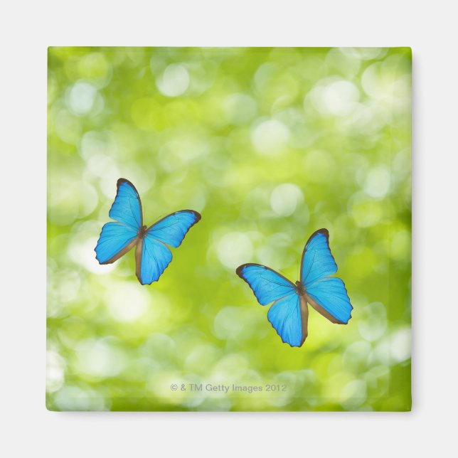 Imán Volando mariposas, compuesto digital (Frente)