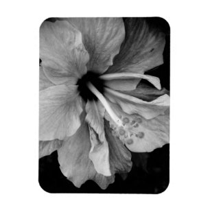 Imán Volante de Hibisco