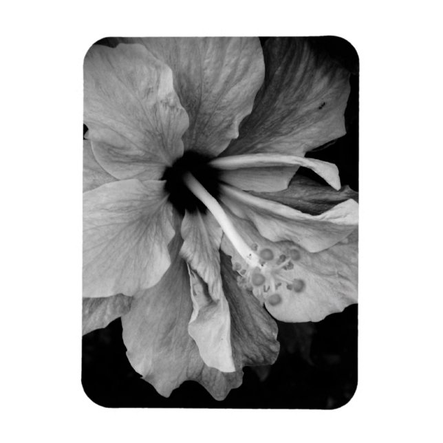 Imán Volante de Hibisco (Vertical)