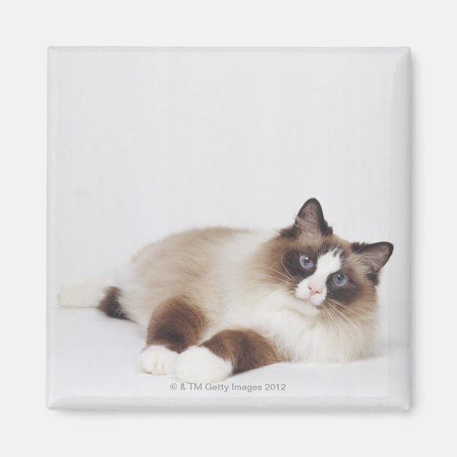 Imán Volver a poner gato (Frente)