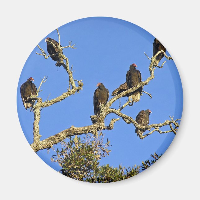 Imán Vultures Magnet (Frente)