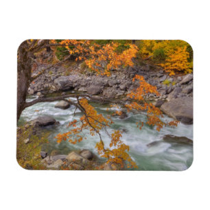 Imán WA, Bosque Nacional Wenatchee, Árbol de arce y