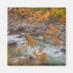 Imán WA, Bosque Nacional Wenatchee, Árbol de arce y
