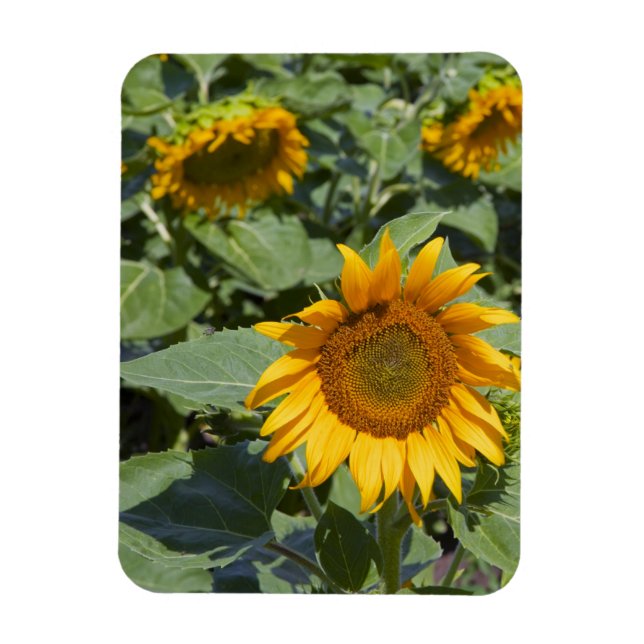 Imán WA, Condado de Kittitas, Campo de Girasoles (Vertical)