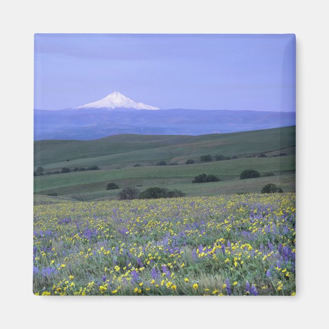 Imán WA, Condado de Klickitat, Dalles Mountain Ranch, (Frente)