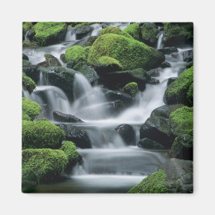 Imán WA, Parque Nacional Olympic, Valle de Sol Duc, arr