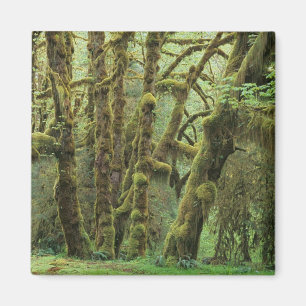 Imán WA, policía olímpica, bosque lluvioso Hoh, Saló