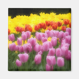Imán WA, Skagit Valley, Roozengarde Tulip Garden, 2