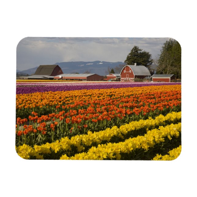 Imán WA, Skagit Valley, Tulipanes en flor, en (Horizontal)
