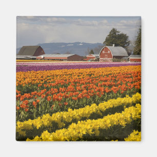 Imán WA, Valle de Skagit, Campos de tulipanes en flor,